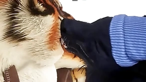 Wolf gives tiger an anciently christmas realistic - wildlife